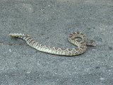 garagara snake