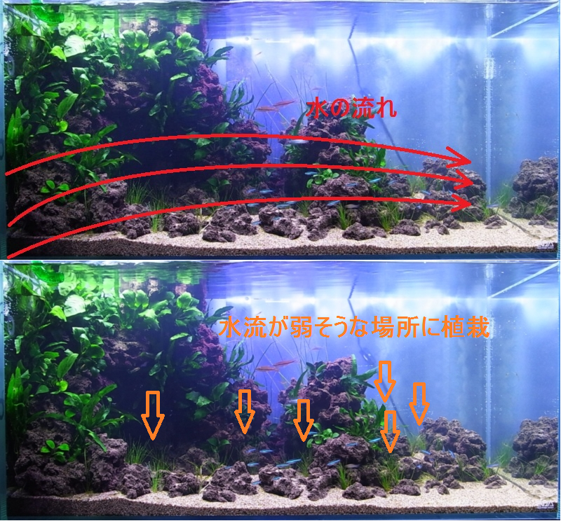 洞窟風レイアウト コリ水槽 4 植栽について 前景編 アクアリウムでまったりと 洞窟風レイアウト コリ水槽 4 植栽について 前景編 アクアリウムでまったりと
