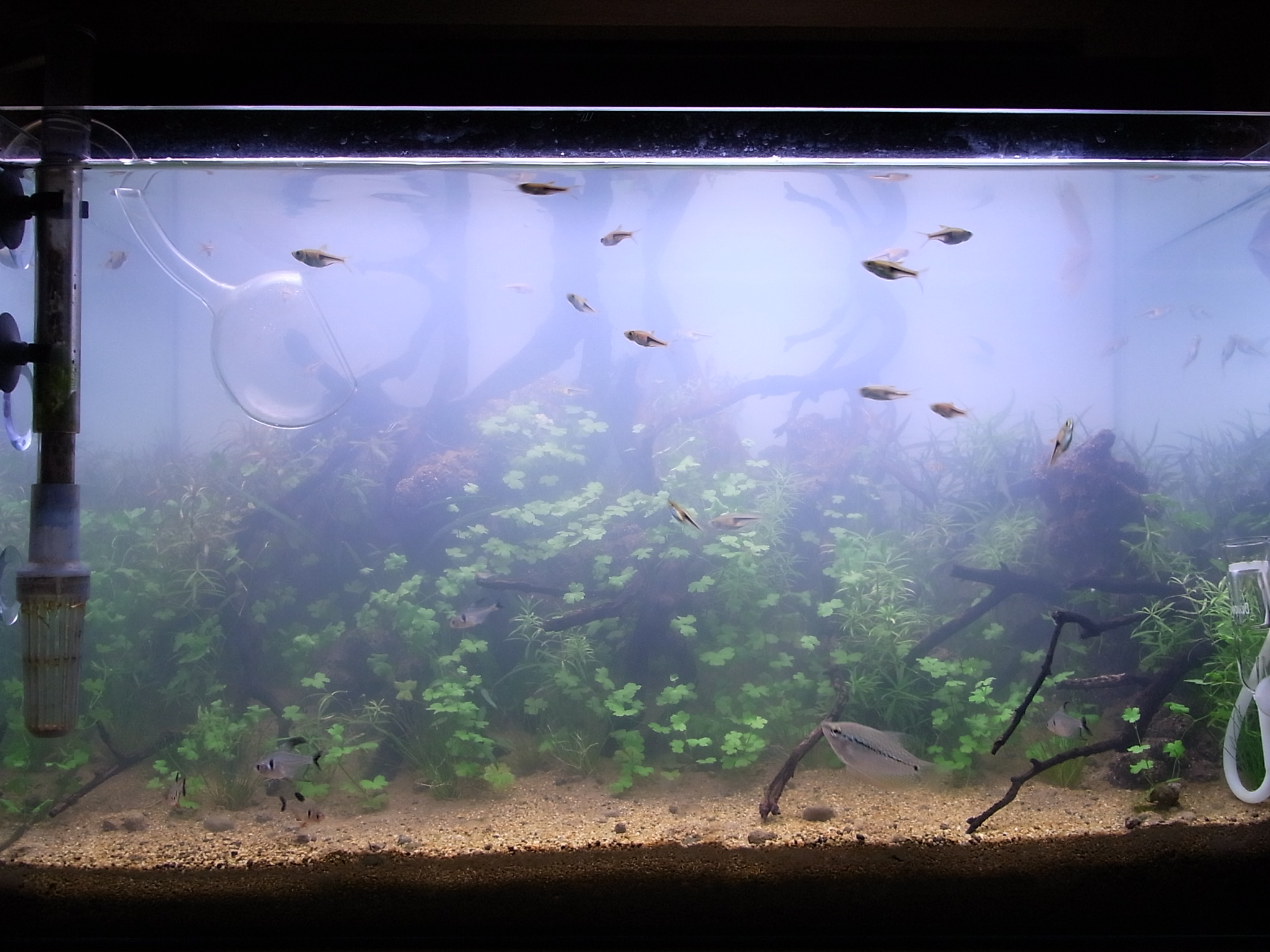 A水槽のトリミングと白濁による水槽の見え方 アクアリウムでまったりと