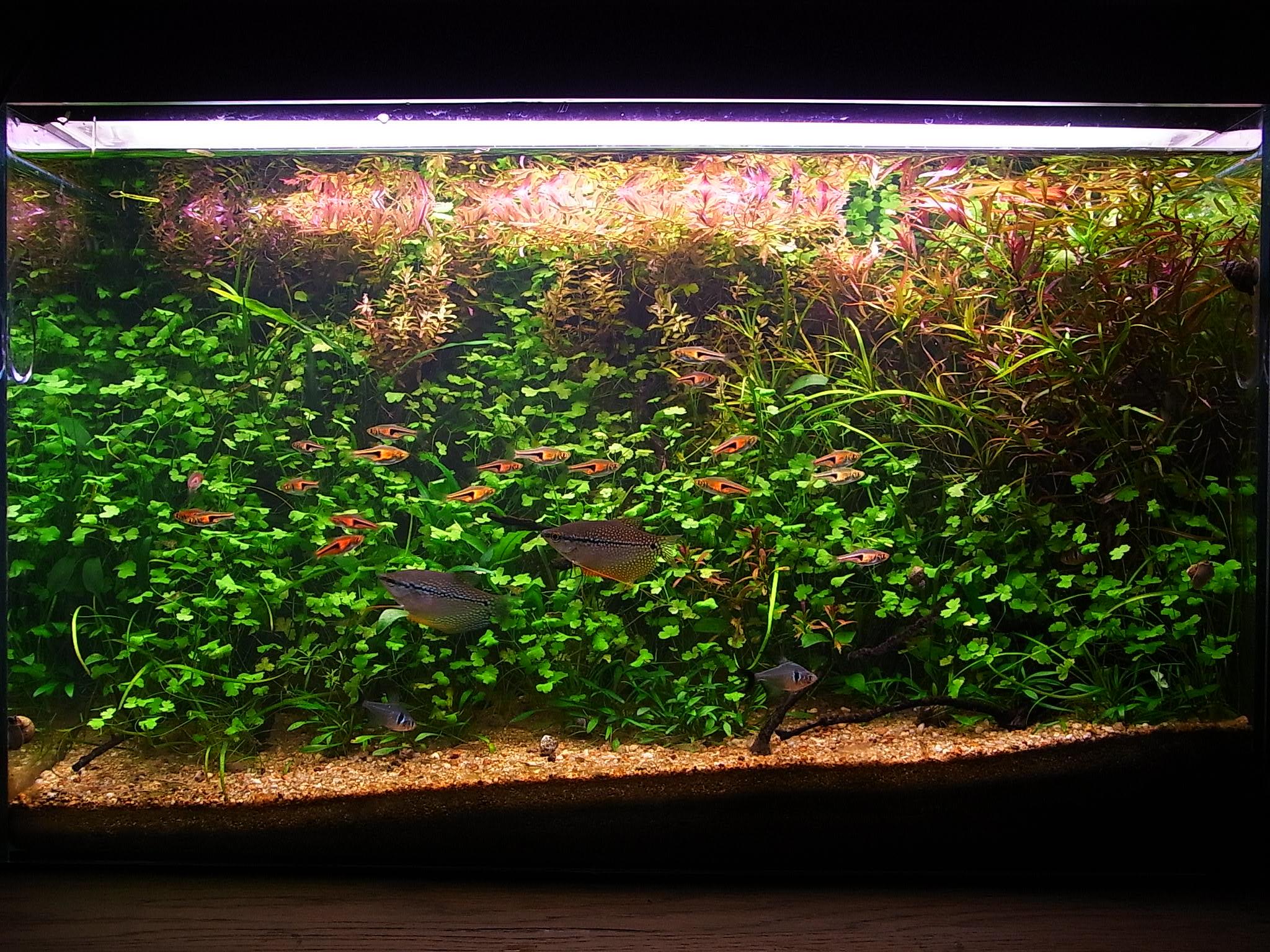 アクアリウムでまったりと 現在のレイアウト A水槽