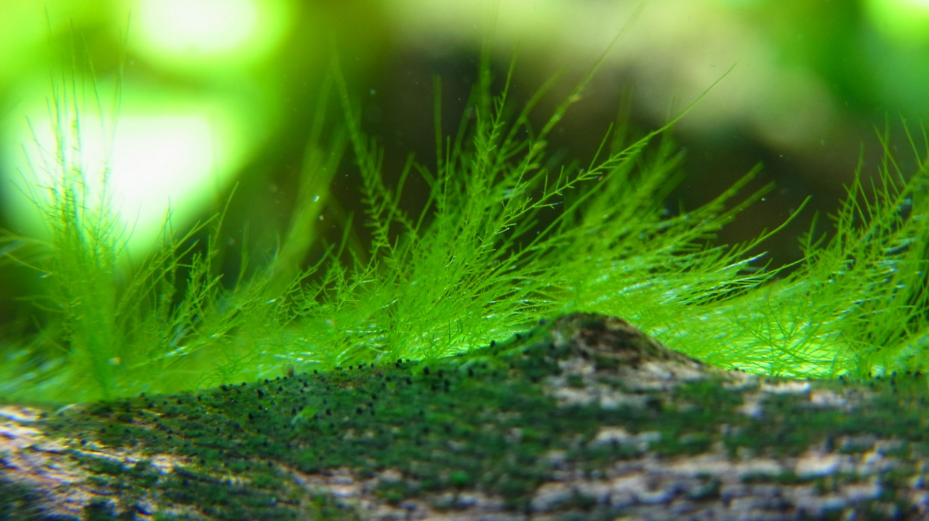 ｂ水槽植栽ルール変更後 アクアリウムでまったりと