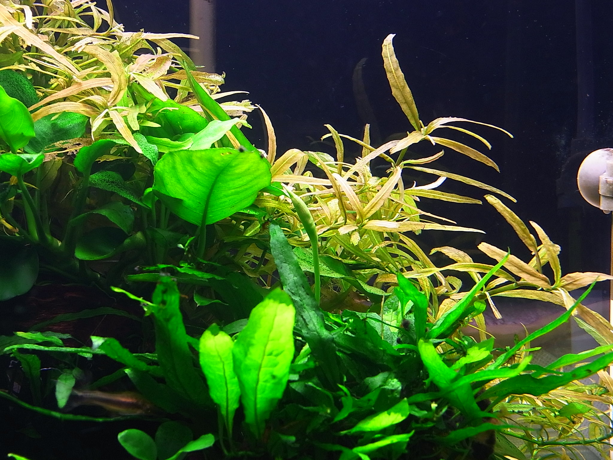 アクアリウムでまったりと 現在のレイアウト B水槽