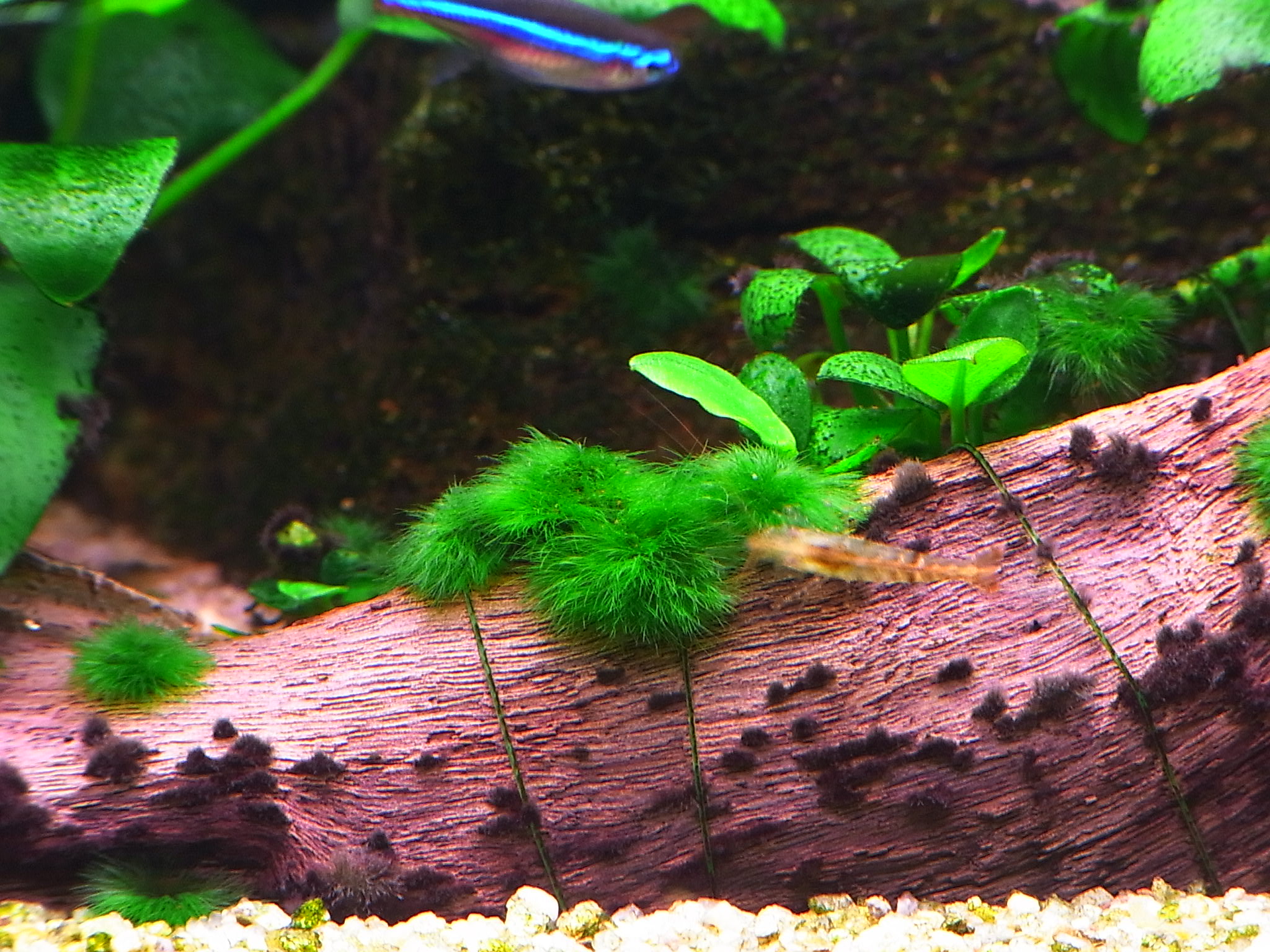 コリ水槽現状 謎のコケの本気 アクアリウムでまったりと