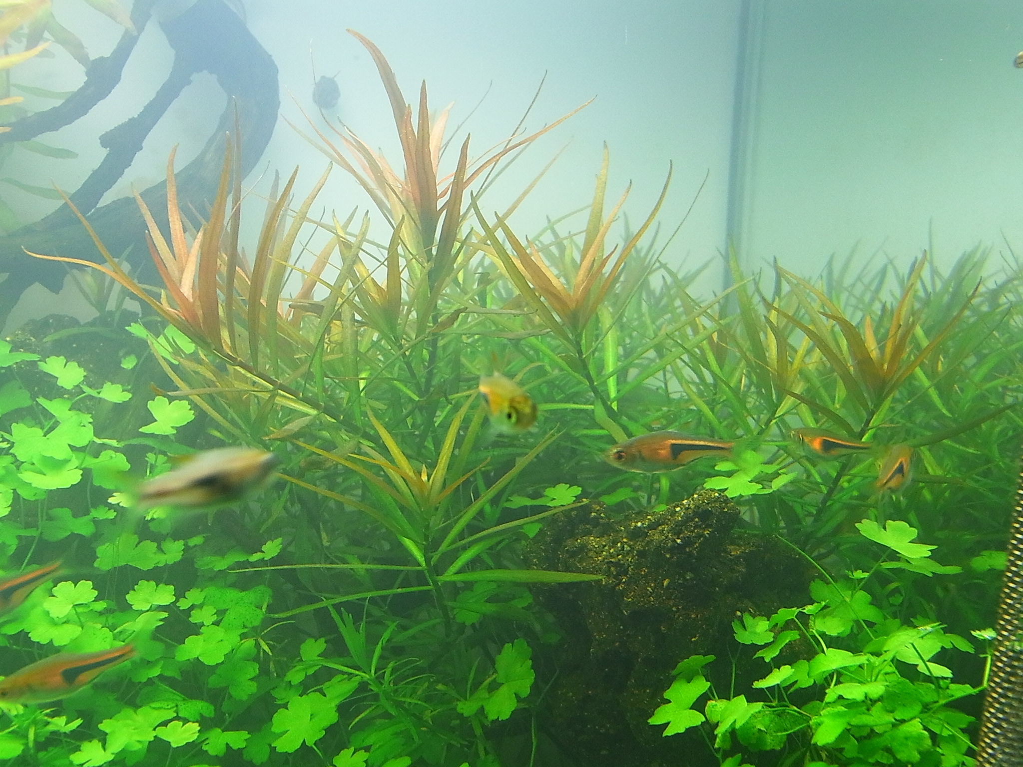 アクアリウムでまったりと 水草