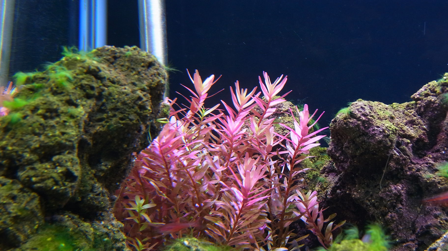 水草発送しました アクアリウムでまったりと