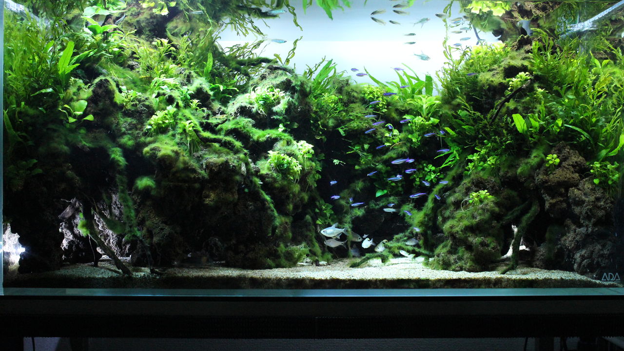 水草配置変更 撮影練習 アクアリウムでまったりと