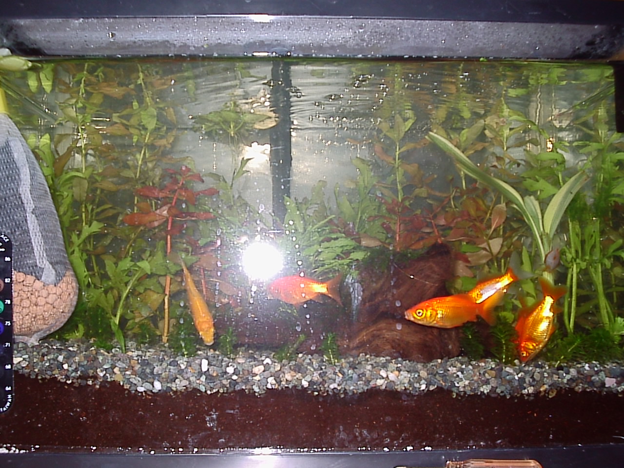 初心者全開金魚水槽 6年前 アクアリウムでまったりと 初心者全開金魚水槽 6年前 アクアリウムでまったりと