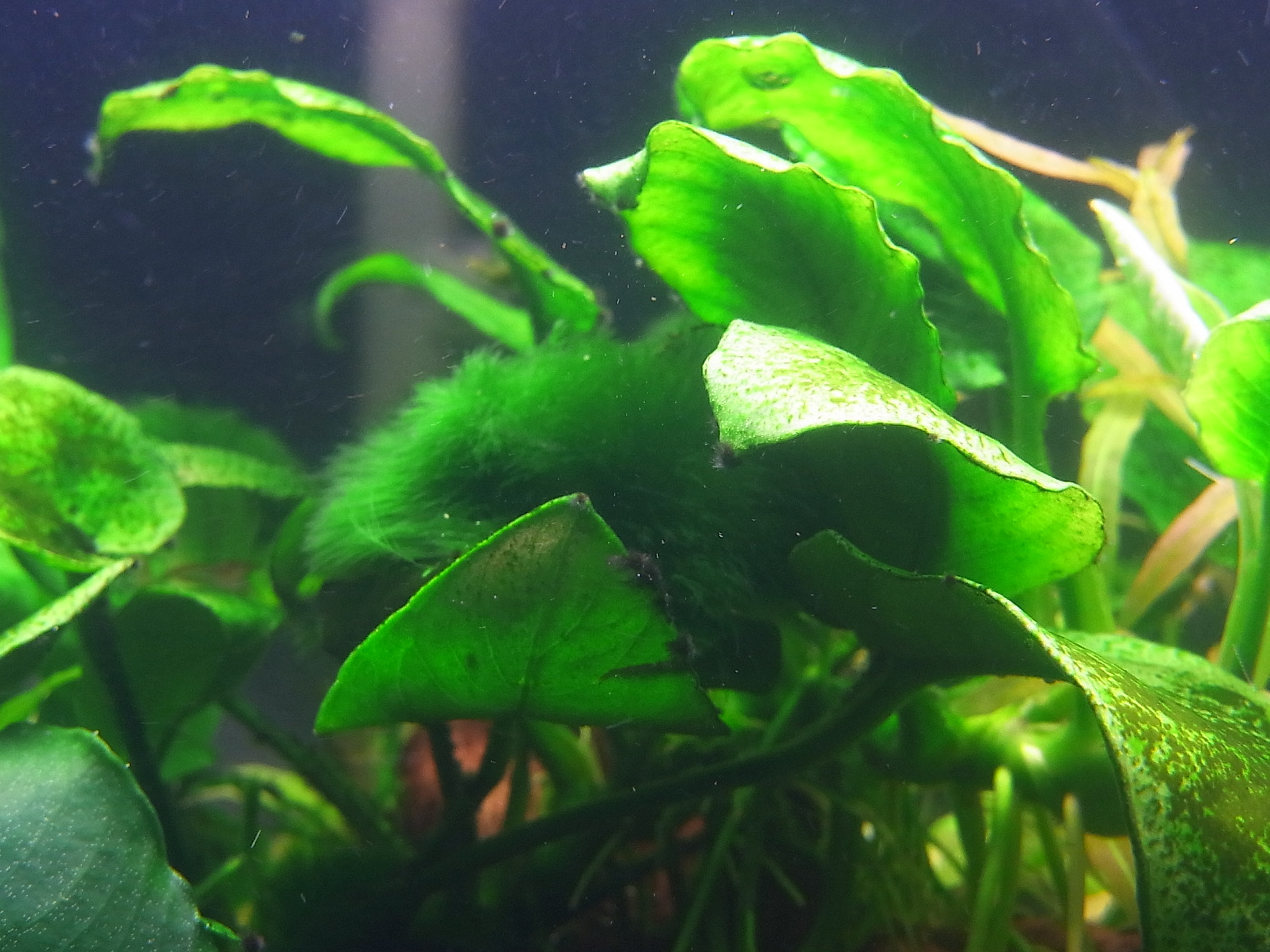 アクアリウムでまったりと 現在のレイアウト B水槽