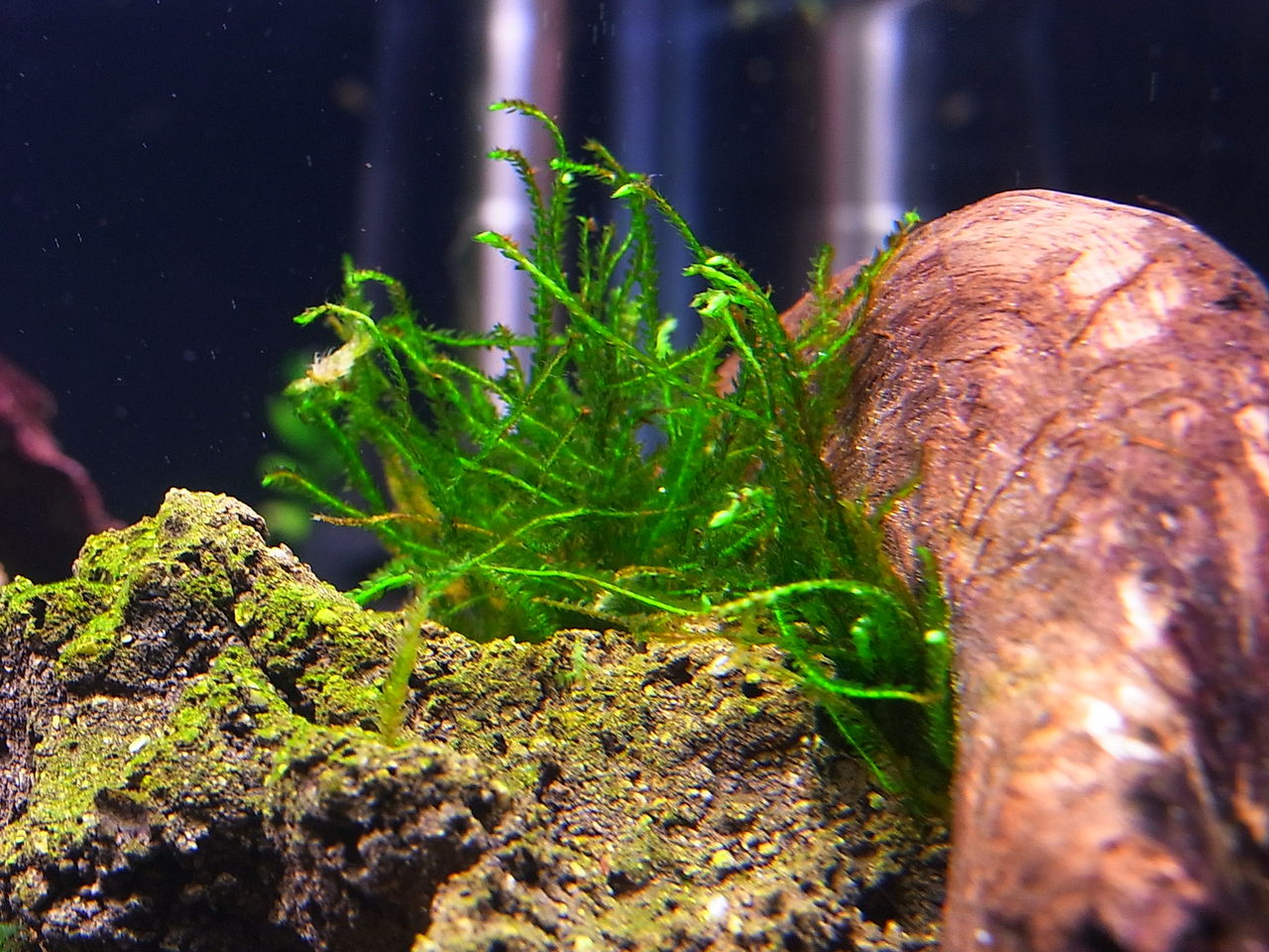 アクアリウムでまったりと