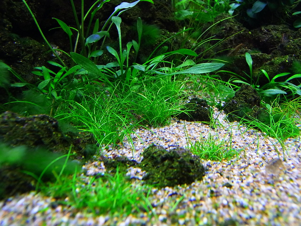 緑髭コケと珍水草 アクアリウムでまったりと 緑髭コケと珍水草 アクアリウムでまったりと