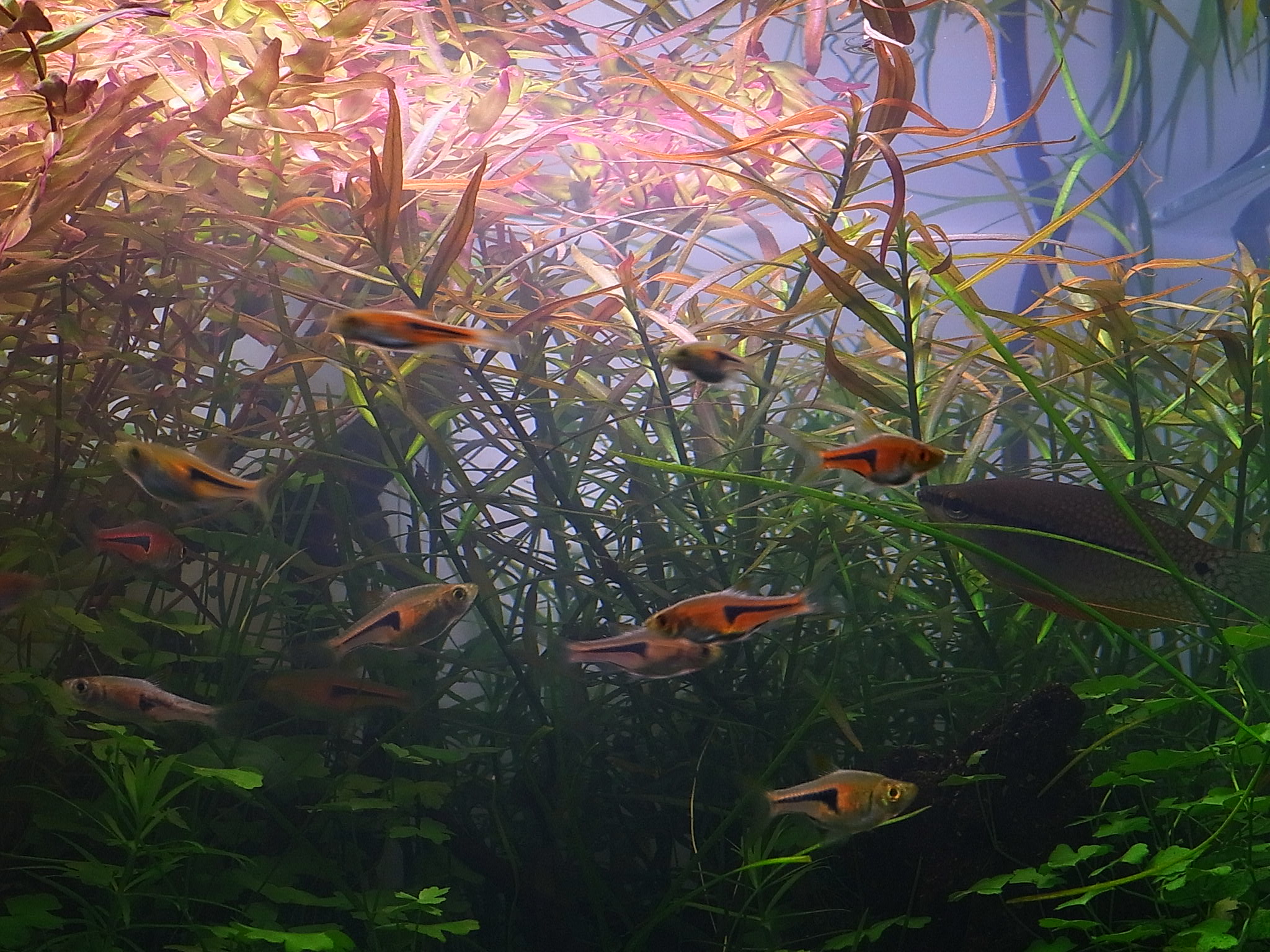 アクアリウムでまったりと 水草