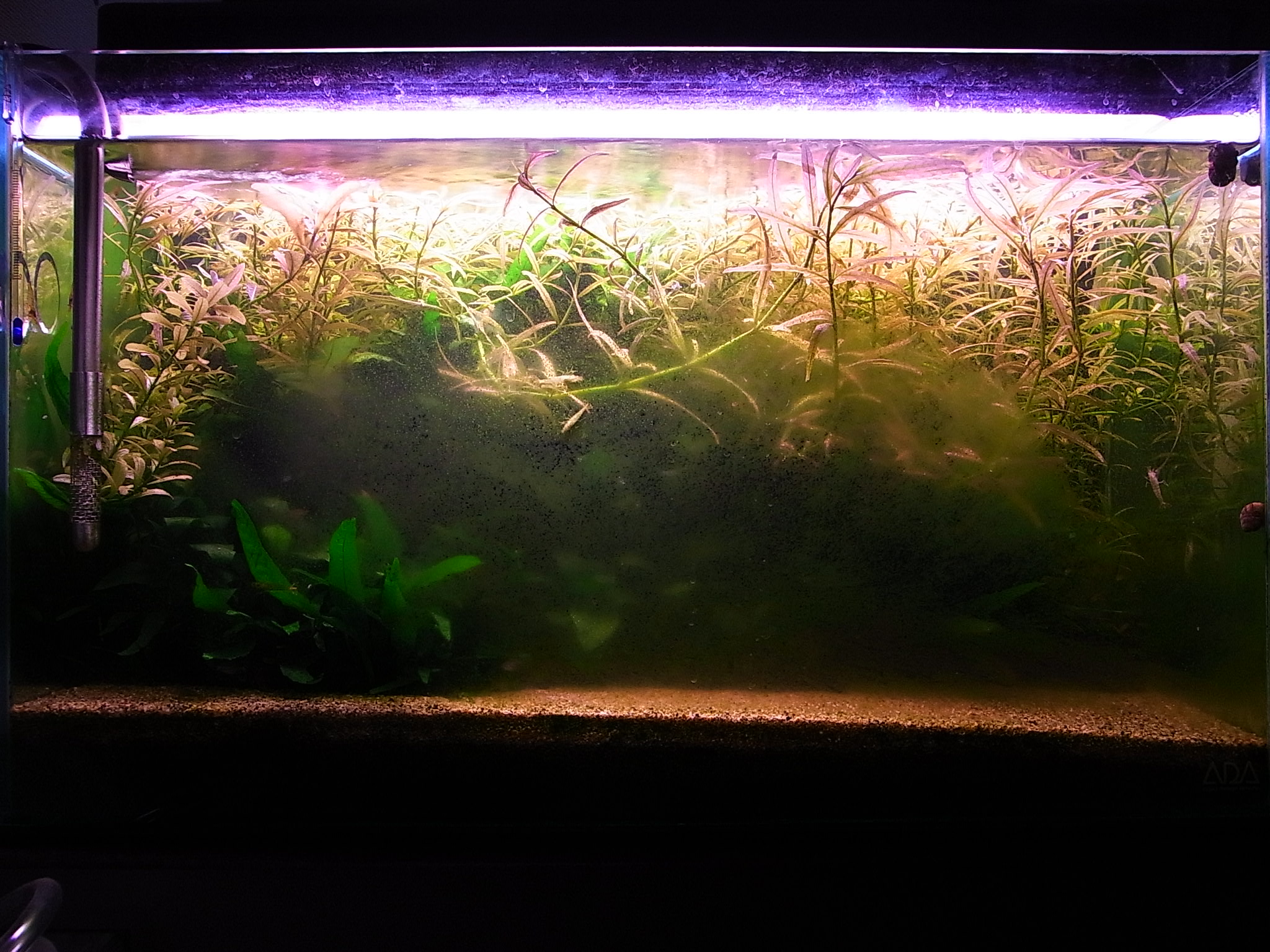 コリ水槽現状 謎のコケの本気 アクアリウムでまったりと