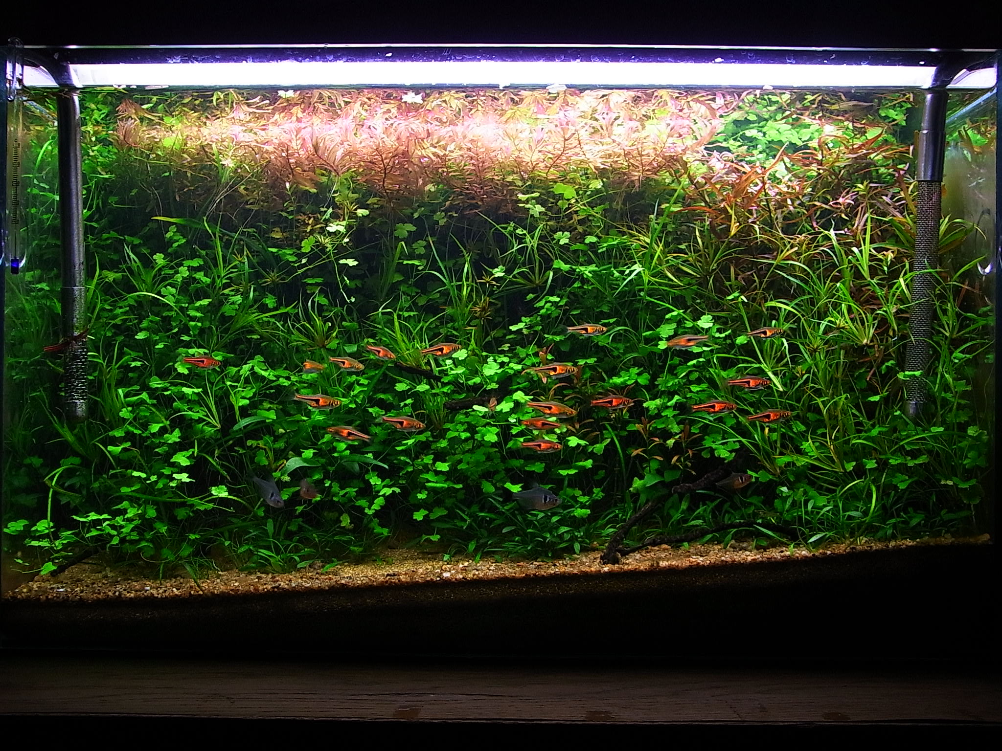 A水槽を半リセット アクアリウムでまったりと
