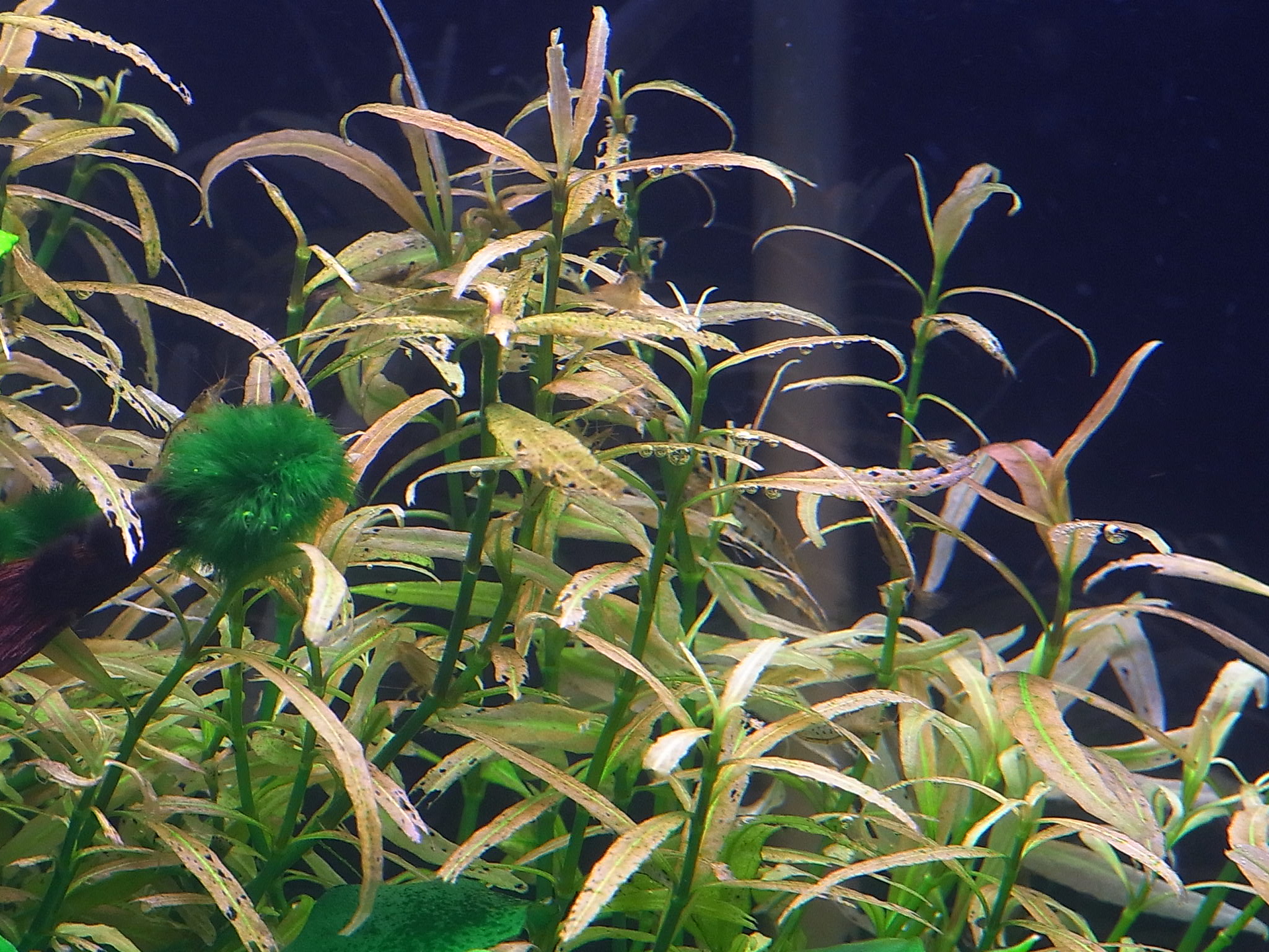 アクアリウムでまったりと