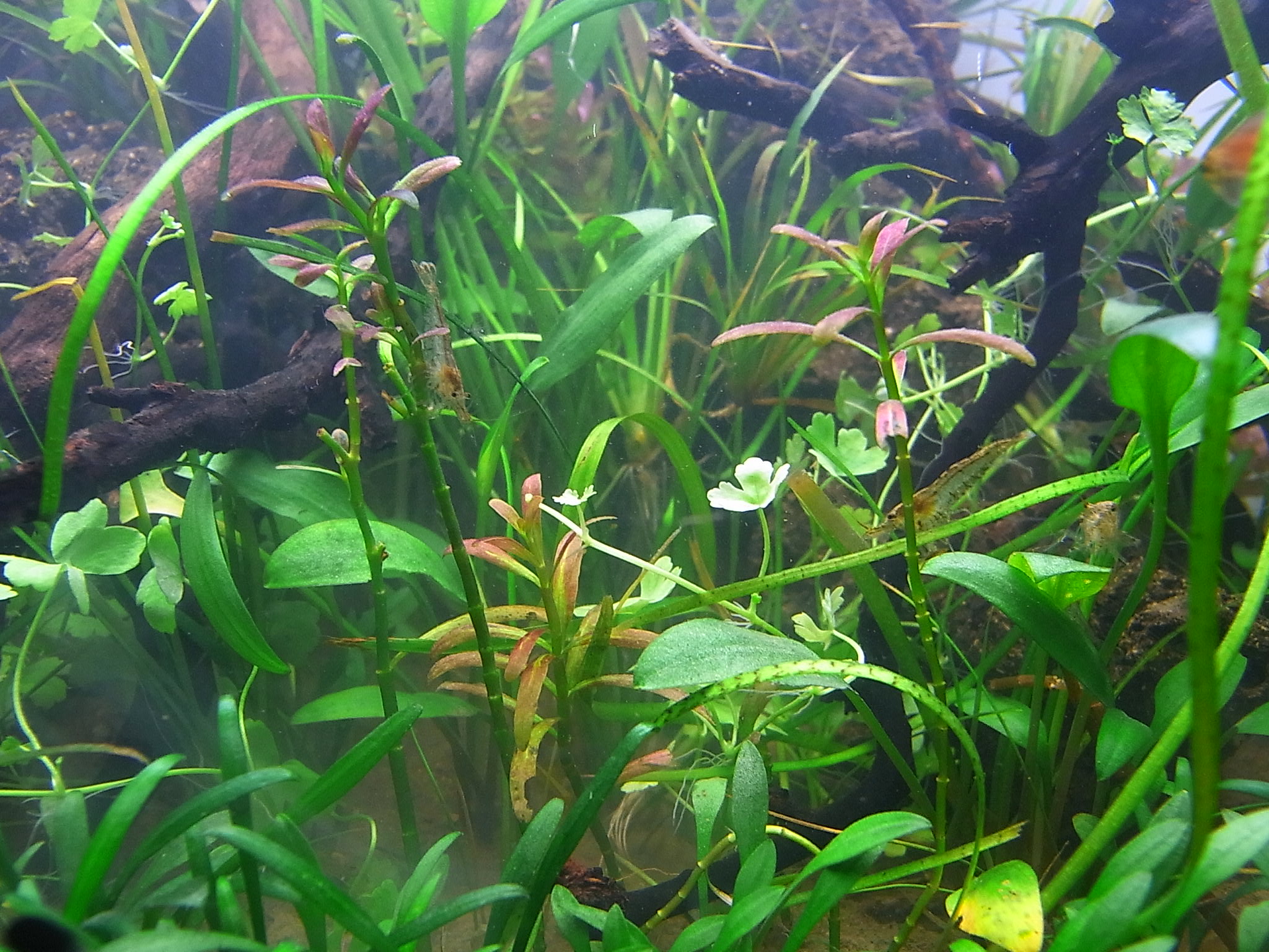 アクアリウムでまったりと 現在のレイアウト A水槽