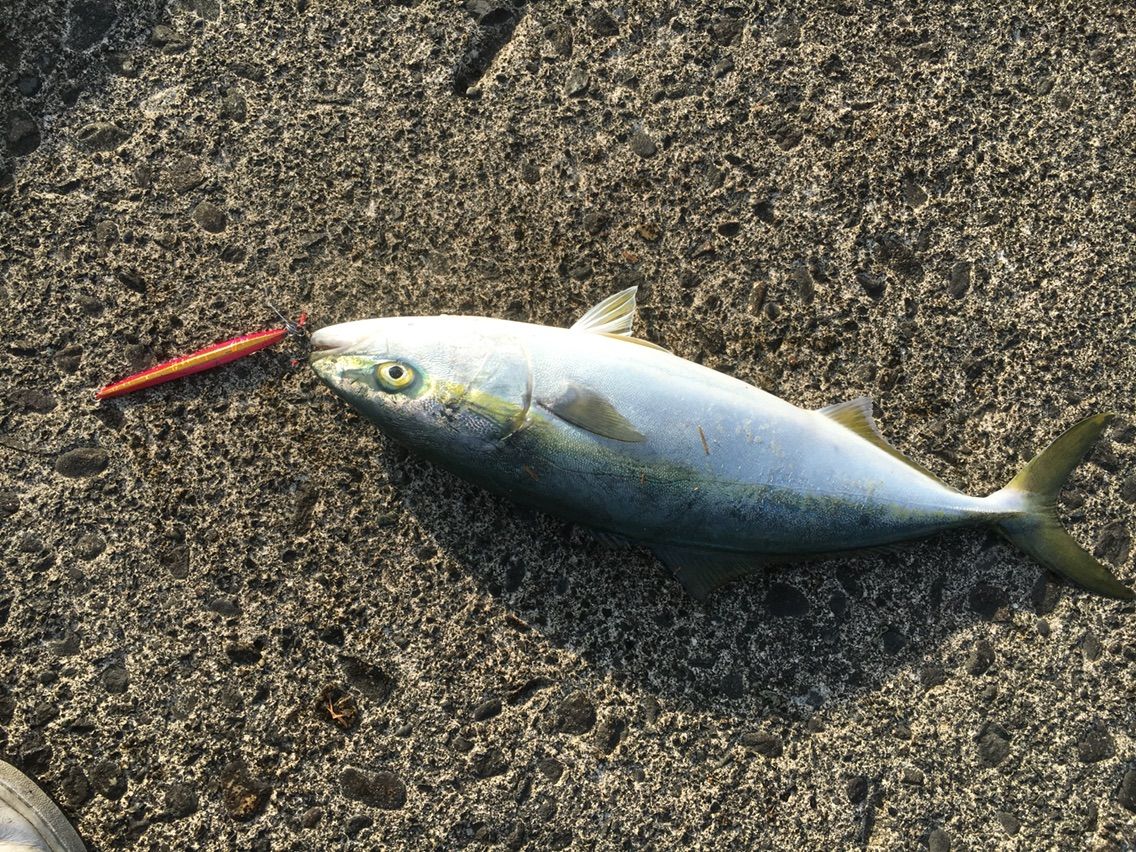 春青物開幕 マッツ の富山釣りブログ 春青物開幕 マッツ の富山釣りブログ