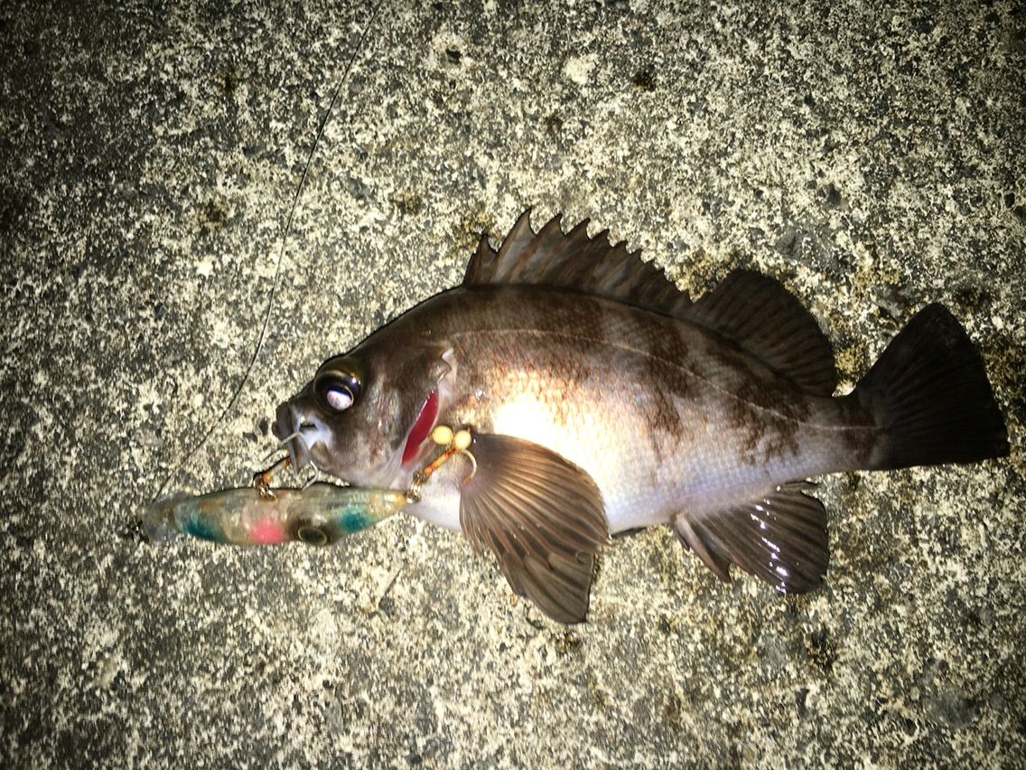 春青物開幕 マッツ の富山釣りブログ 春青物開幕 マッツ の富山釣りブログ