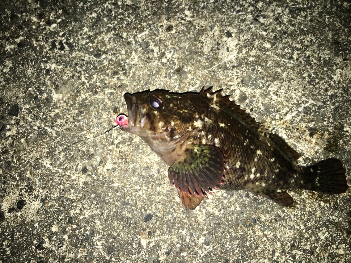 春青物開幕 マッツ の富山釣りブログ 春青物開幕 マッツ の富山釣りブログ