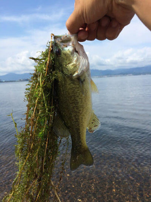 weed-in-biwako-01