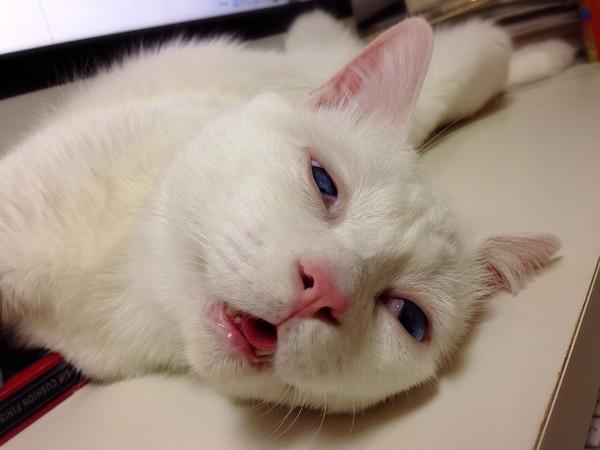 ねこ 美しすぎる猫の残念すぎる寝顔をとくと見よ 日本一寝顔が酷い絶世の美猫セツちゃん 写真集発売 雨時々ニュース