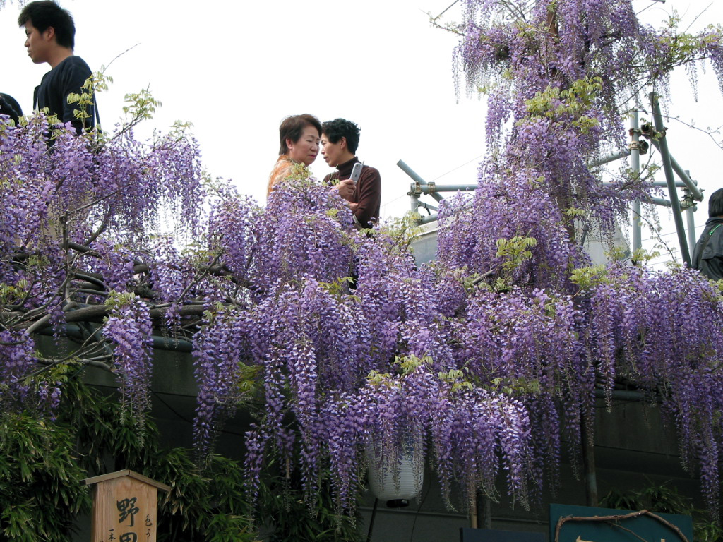 泉南市の梶本さん家の藤まつり Matuの世界