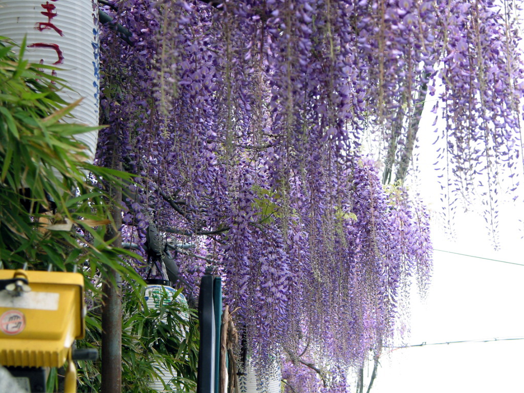 泉南市の梶本さん家の藤まつり Matuの世界