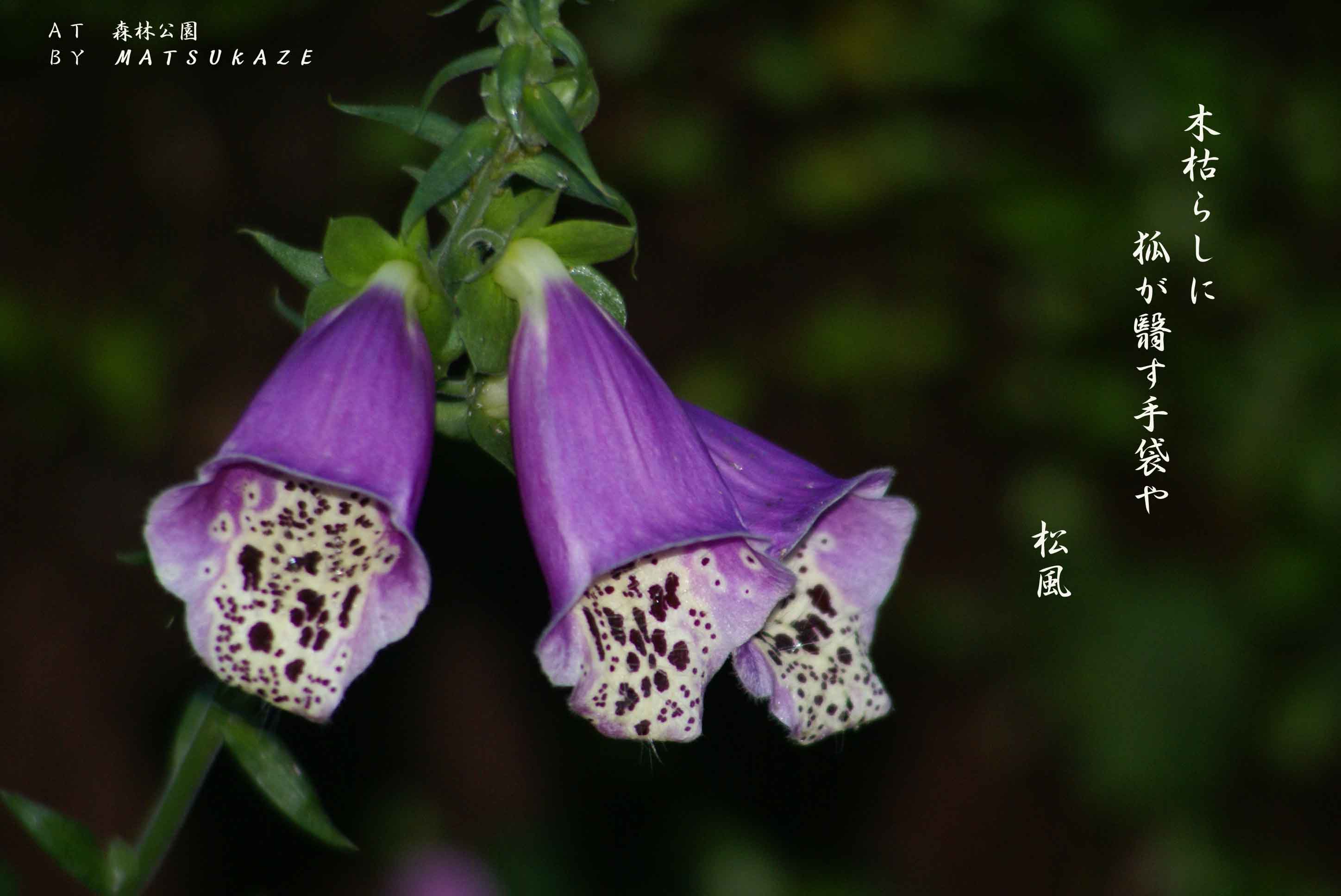 花鳥風月 一葉一句 狐の手袋 写真俳句館 松風庵