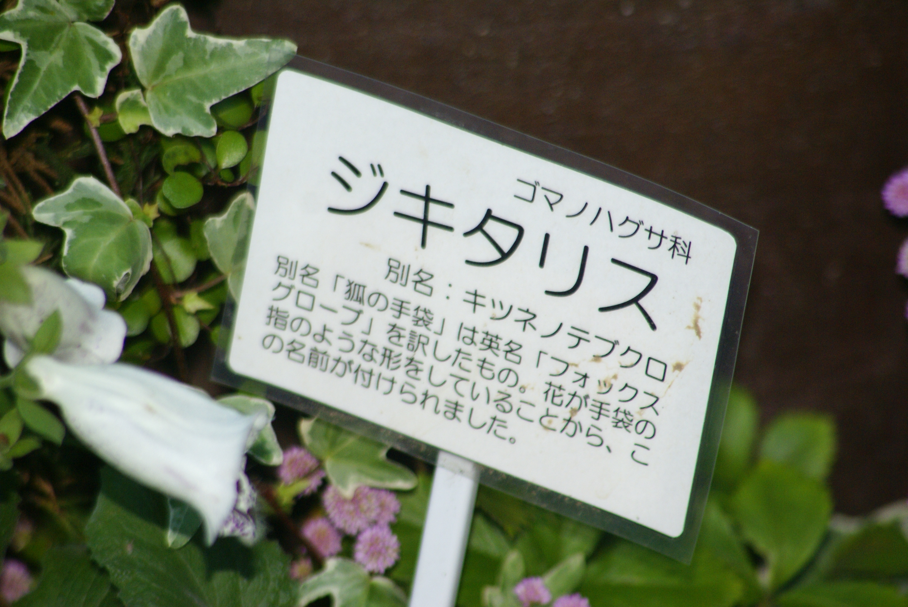 花鳥風月 一葉一句 狐の手袋 写真俳句館 松風庵