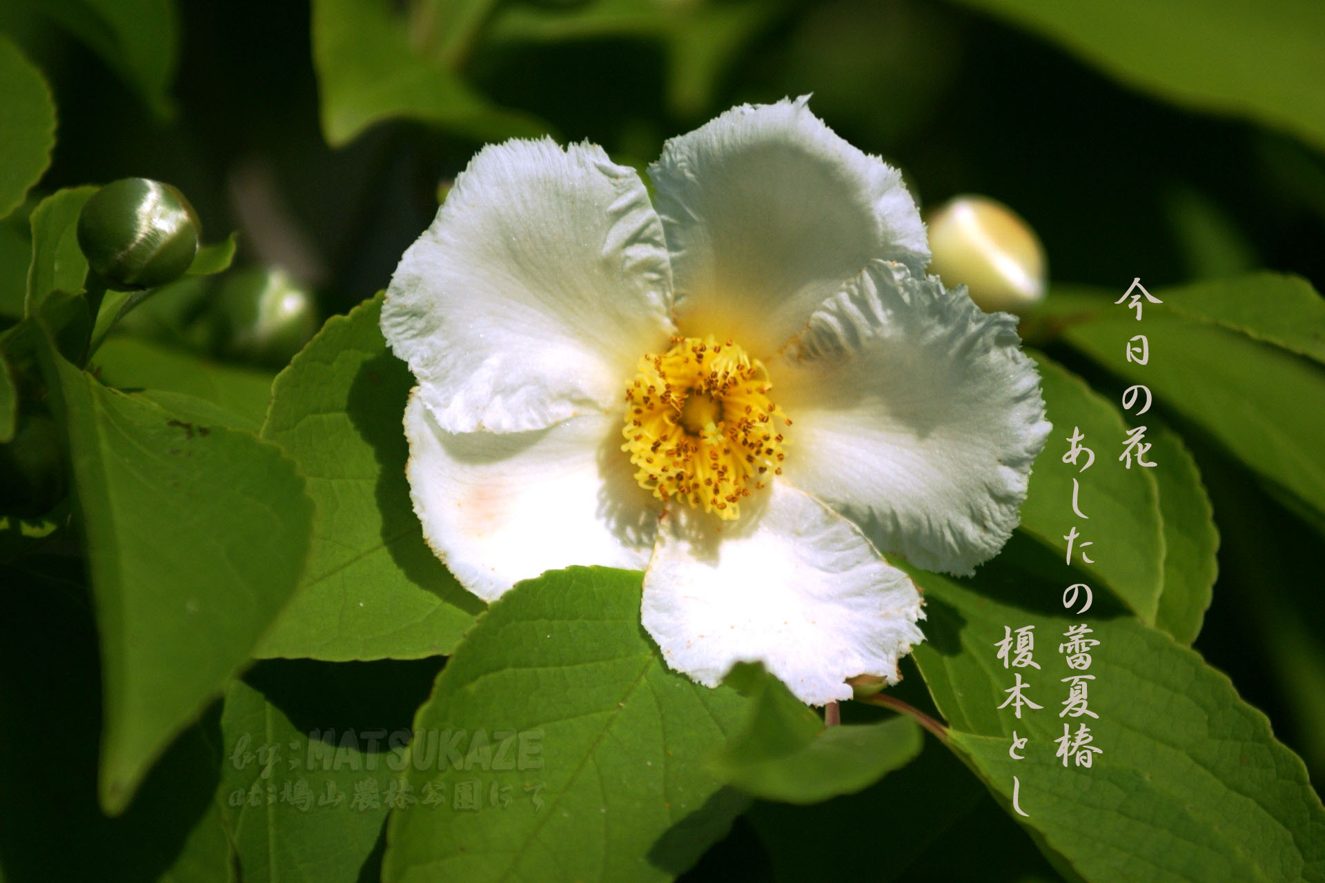 夏椿 花鳥風月一葉一句 写真俳句館 松風庵 夏椿 花鳥風月一葉一句 写真俳句館 松風庵