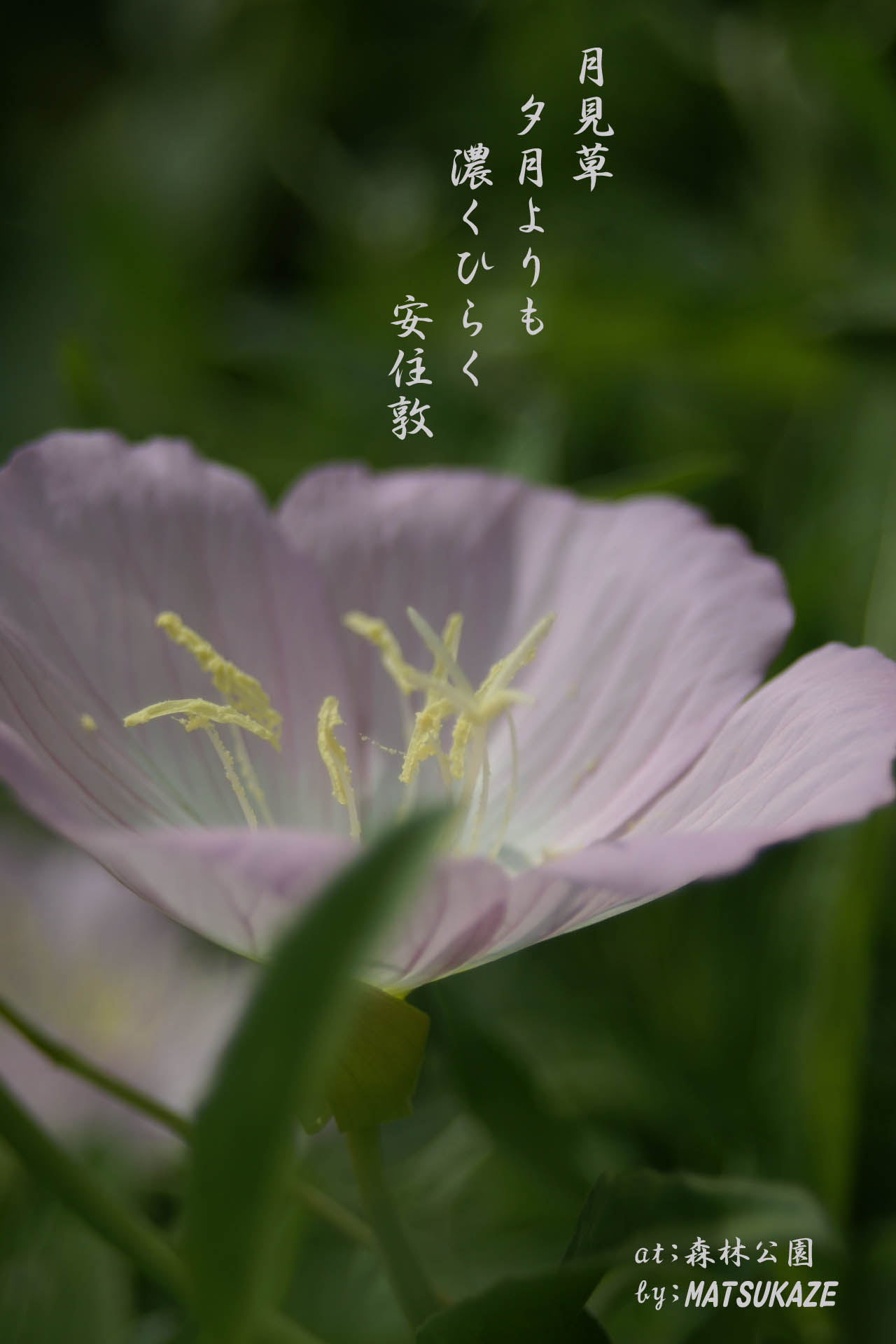 昼咲月見草 花鳥風月一葉一句二点 写真俳句館 松風庵