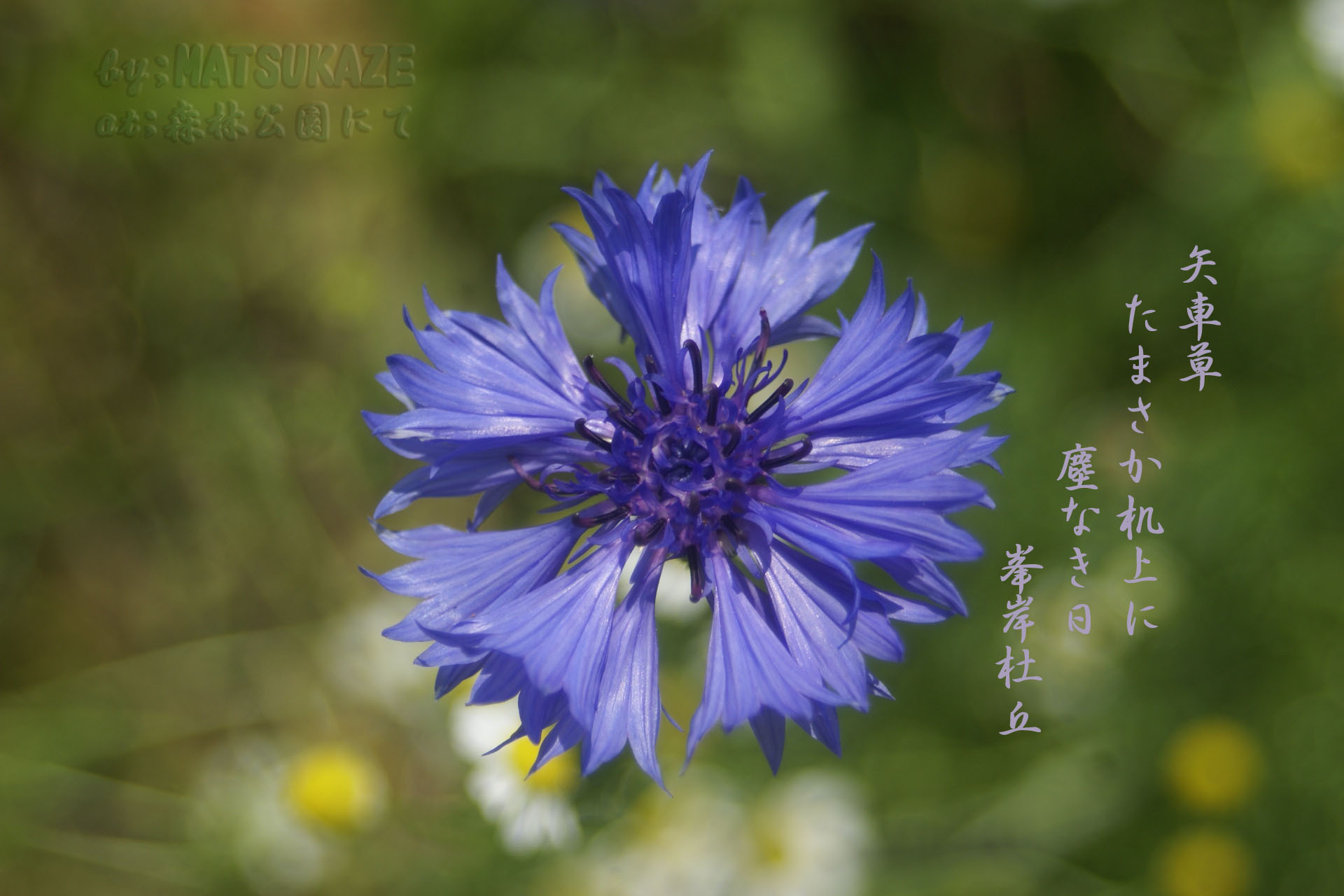 矢車菊 花鳥風月一葉一句 写真俳句館 松風庵
