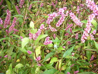 ���ͥ���