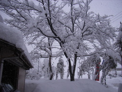 ��ʬ����