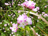 �ߥ�����