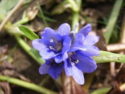 �Ĥ�ܤΥ��ʥ�