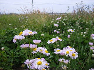 ����η���