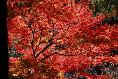 古賀志山_342_2022.11.18