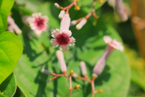 里山の森_2021.08.20_025