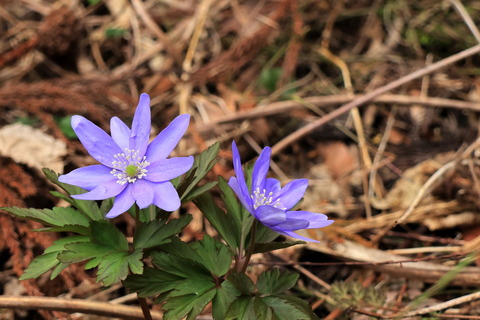 紫色のキクザキイチゲ（この子に逢いたくて！）