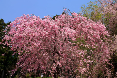 日光だいや川公園は、お花最高の盛り上がり🌸🌼🌻