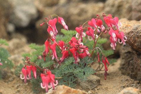 日光白根山（ラン科のお花と高嶺の花達！）