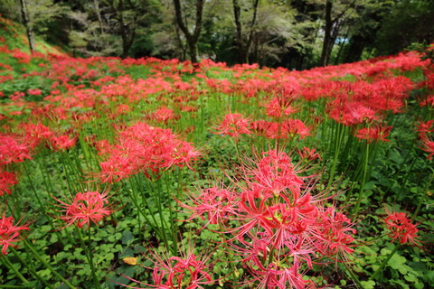 茂木20150920_曼珠沙華010