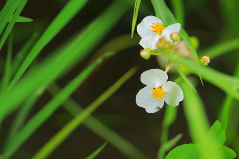 里山の森_2021.07.14_267