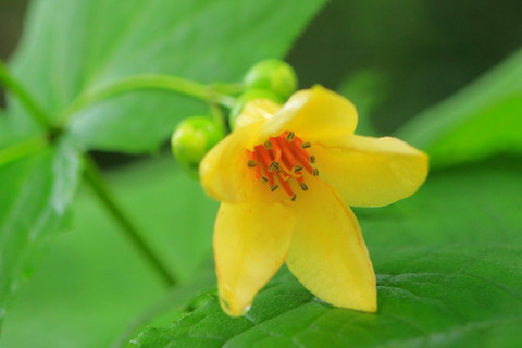 中三依水生植物園_2021.08.18_096