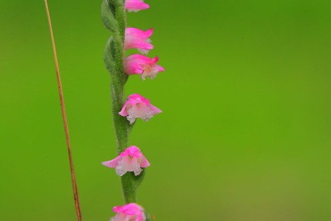 里山の森_2021.07.14_303