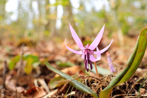 陽だまり散歩：カタクリとスミレちゃんたちと！（in宮川渓谷歩道）