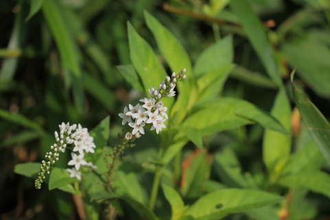 里山の森_2021.07.14_001