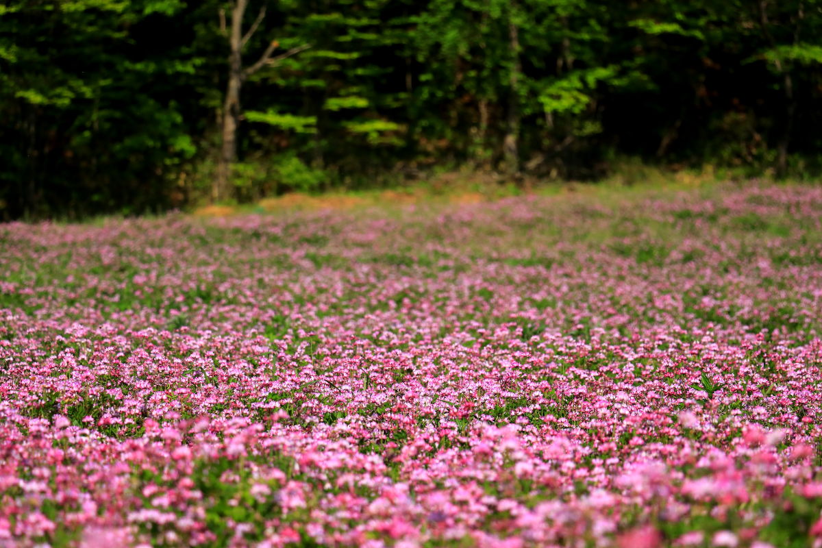 たかはら花畑を訪ねた レンゲソウ みちくさんぽ 人生道草散歩 たかはら花畑を訪ねた レンゲソウ みちくさんぽ 人生道草散歩