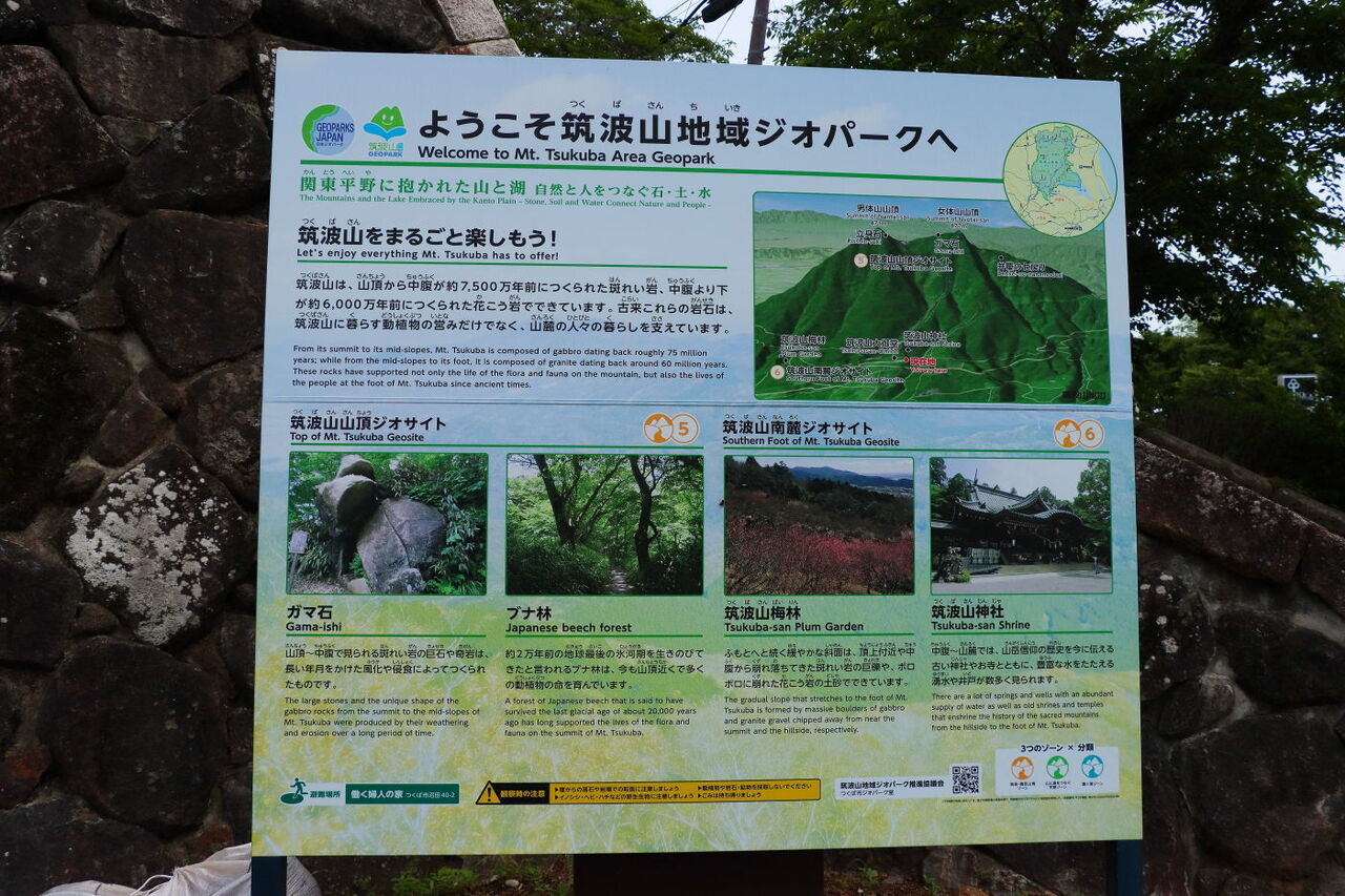 筑波山の固有種 ホシザキユキノシタに逢いに行く みちくさんぽ 人生道草散歩