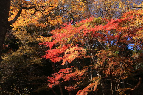 八溝の森20161106_482